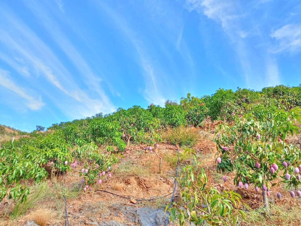 Plot for Sale in El Borge