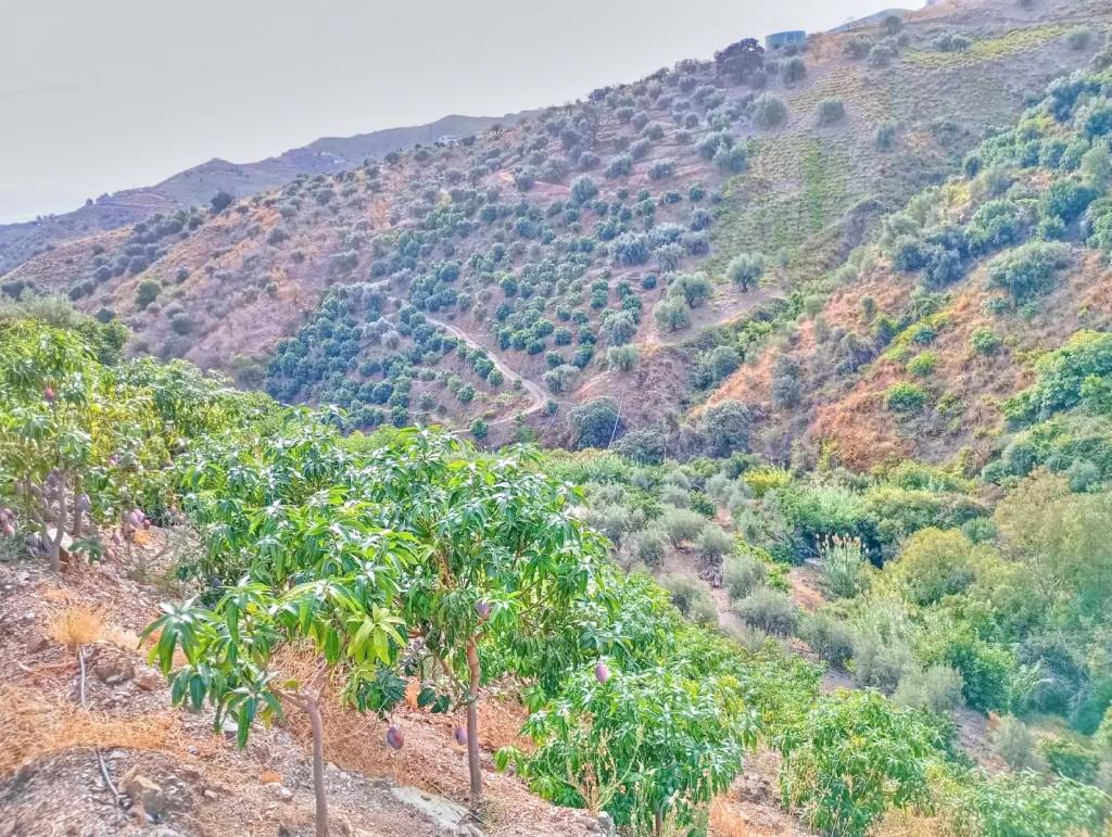 Plot for Sale in El Borge