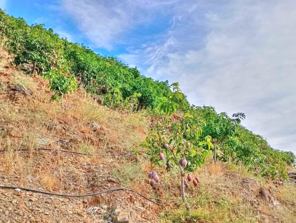 Plot for Sale in El Borge