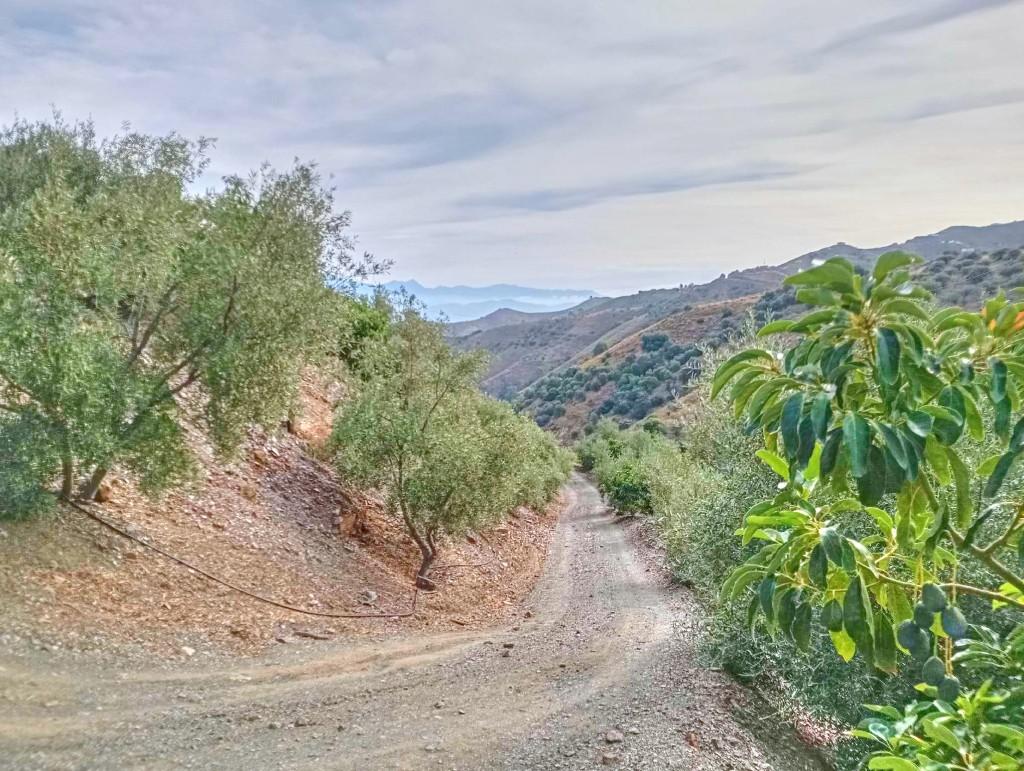 Plot for Sale in El Borge