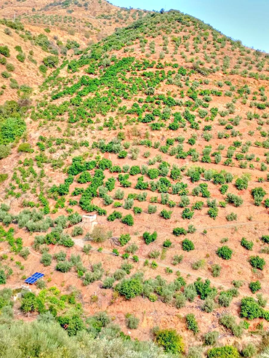 Plot for Sale in El Borge