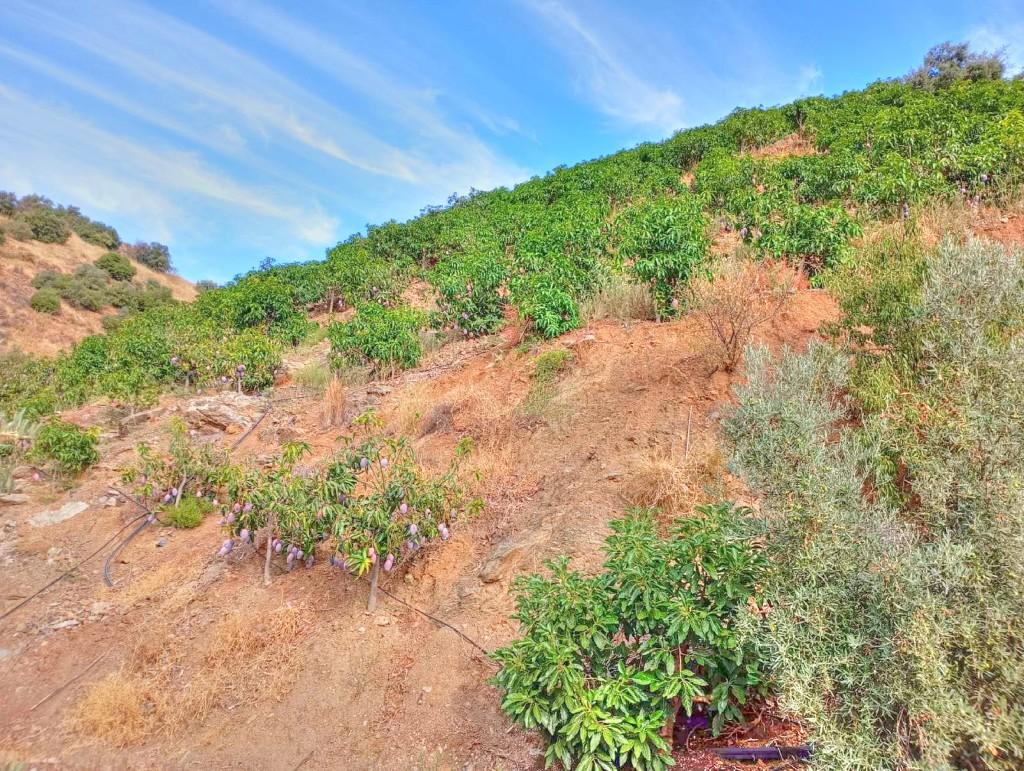 Plot for Sale in El Borge