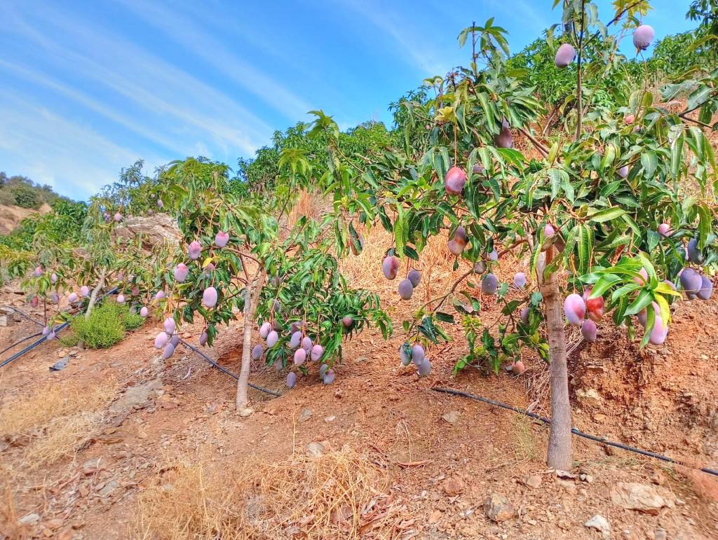 Plot for Sale in El Borge