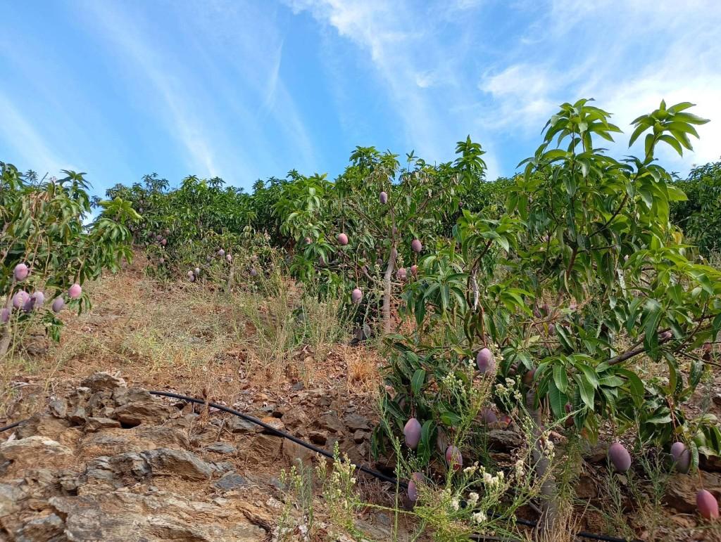 Plot for Sale in El Borge