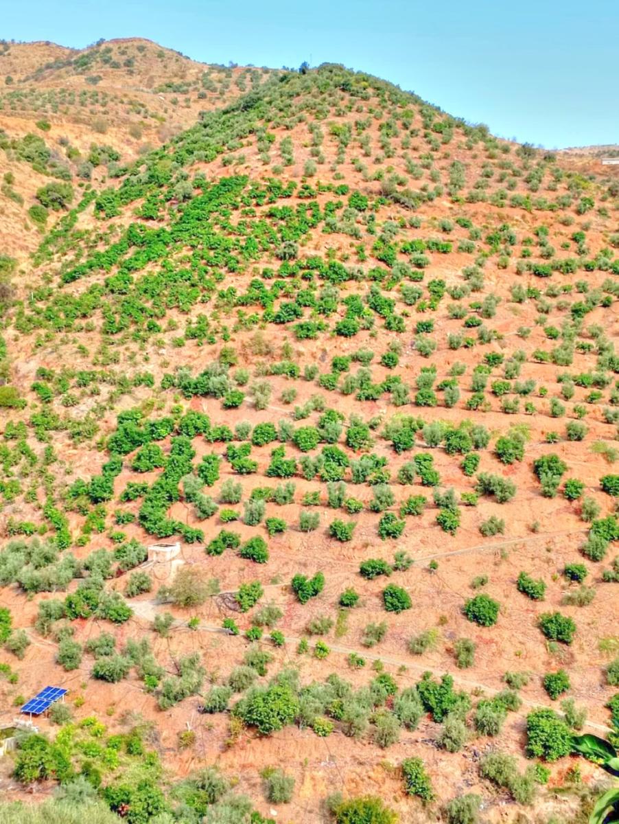 Plot for Sale in El Borge
