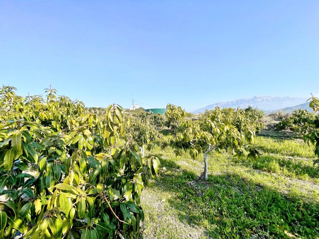 Casa en Venta en Vélez-Málaga