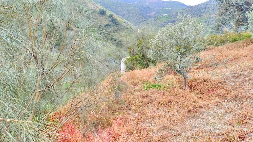 Building Site for Sale in Comares