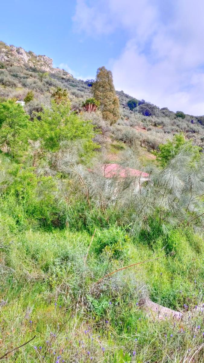 Building Site for Sale in Comares