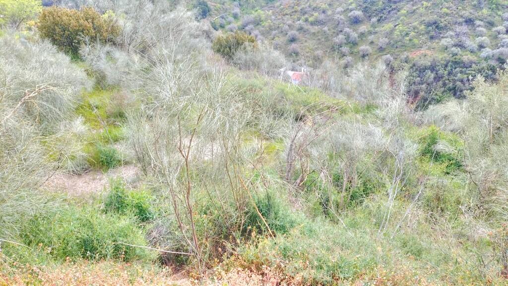 Building Site for Sale in Comares