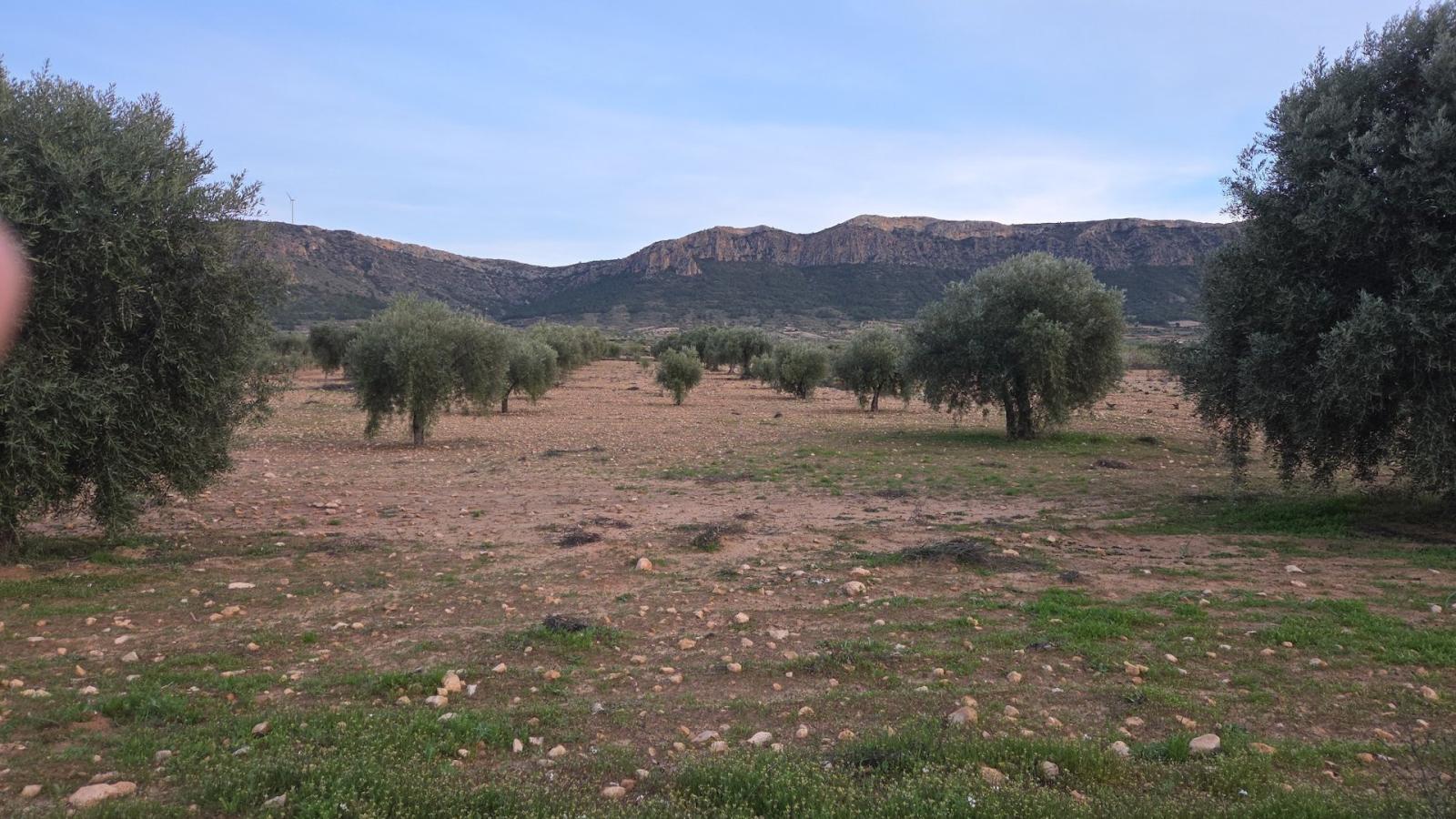 Building Site for Sale in Jumilla