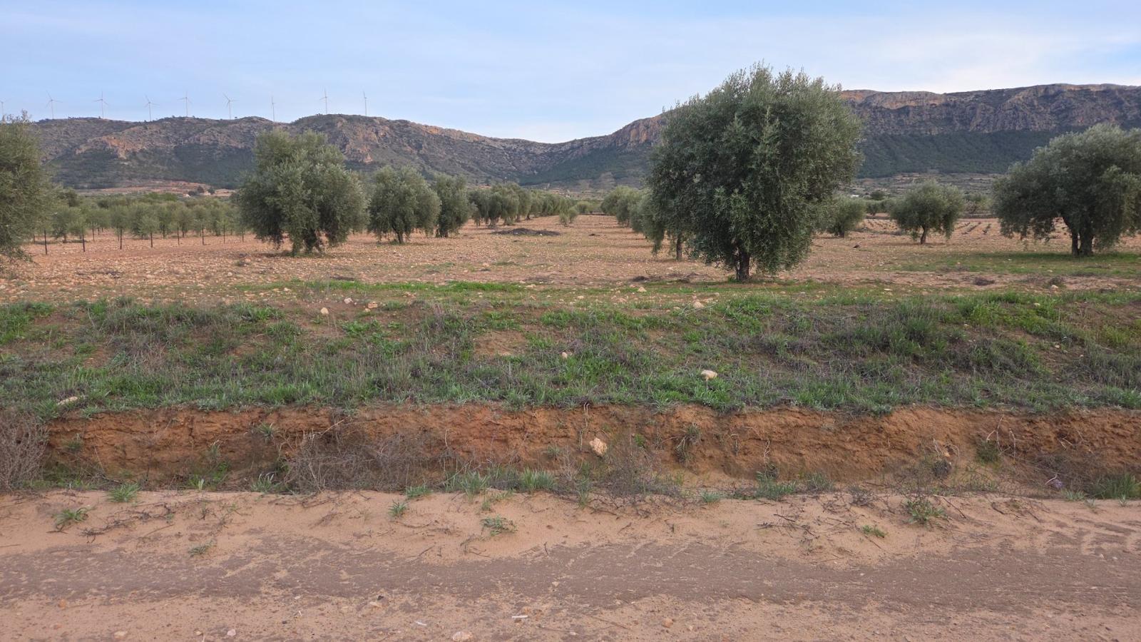 Building Site for Sale in Jumilla