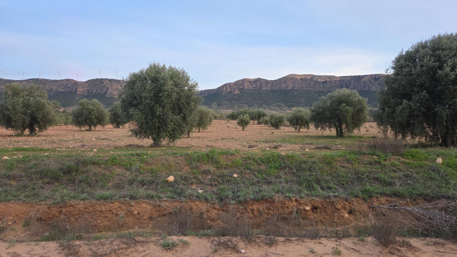 Building Site for Sale in Jumilla