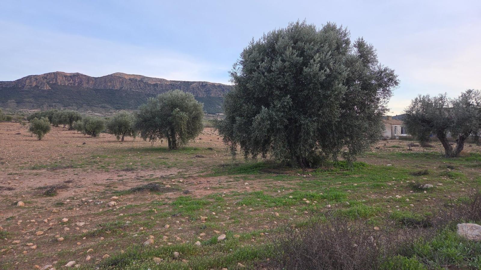 Building Site for Sale in Jumilla