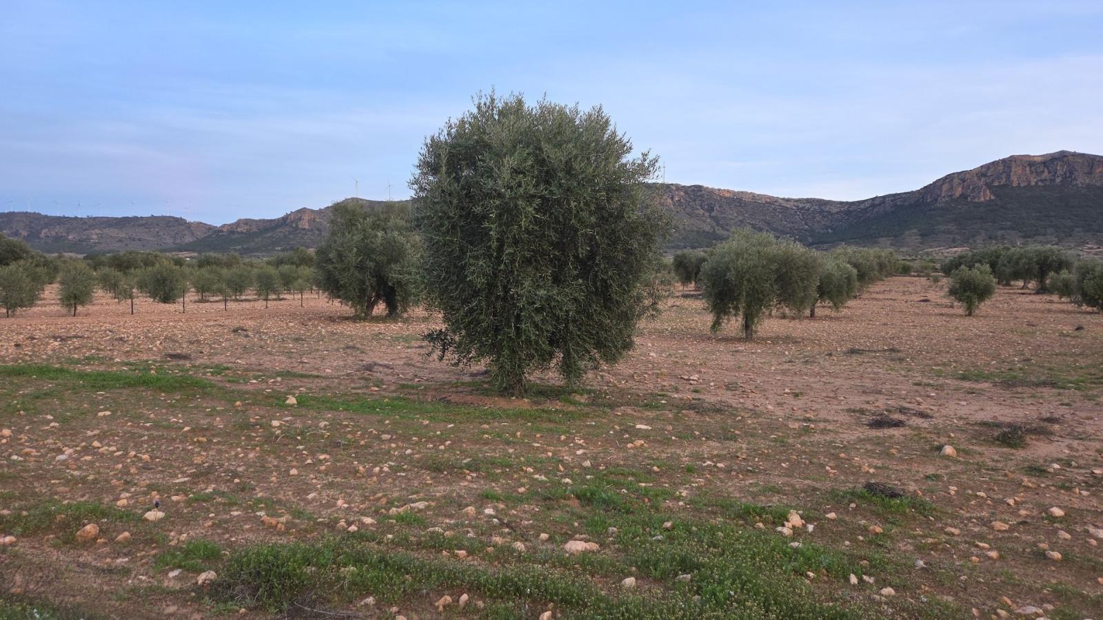 Building Site for Sale in Jumilla