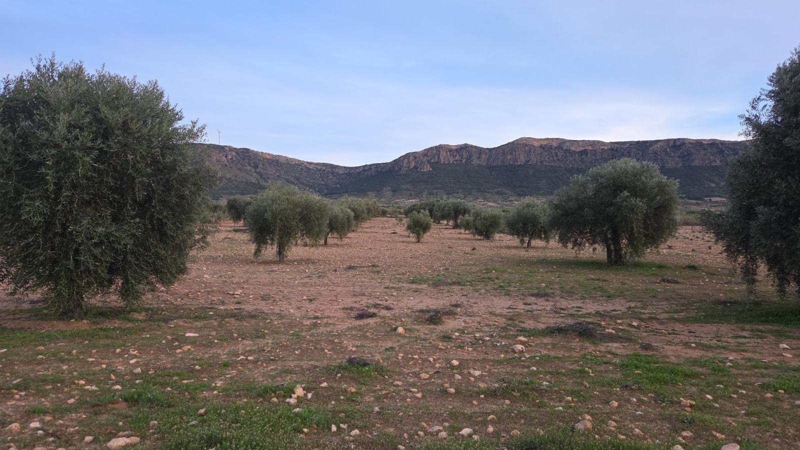 Building Site for Sale in Jumilla
