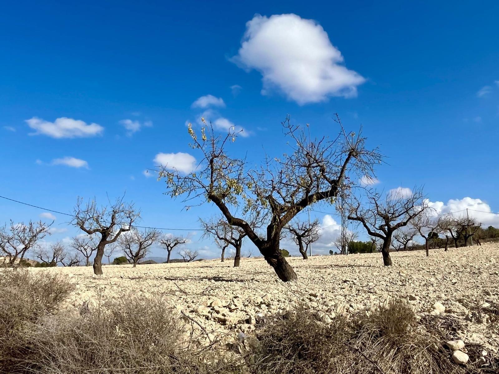 Building Site for Sale in Bullas