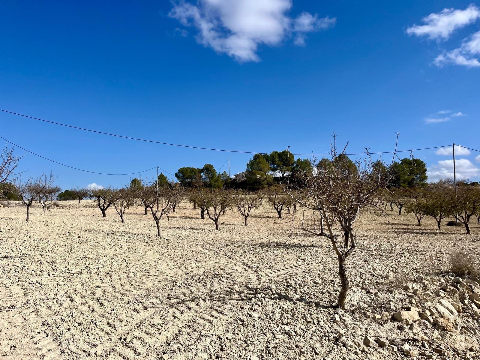 Building Site for Sale in Bullas