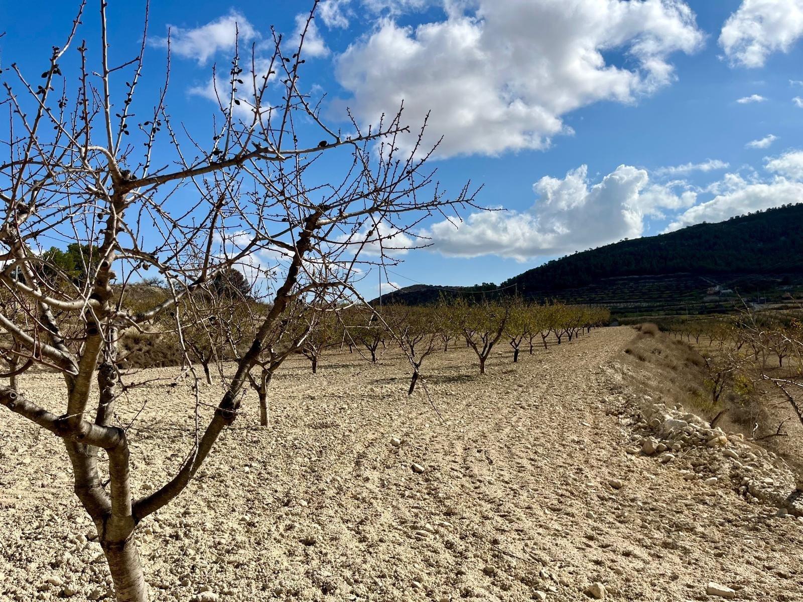 Building Site for Sale in Bullas