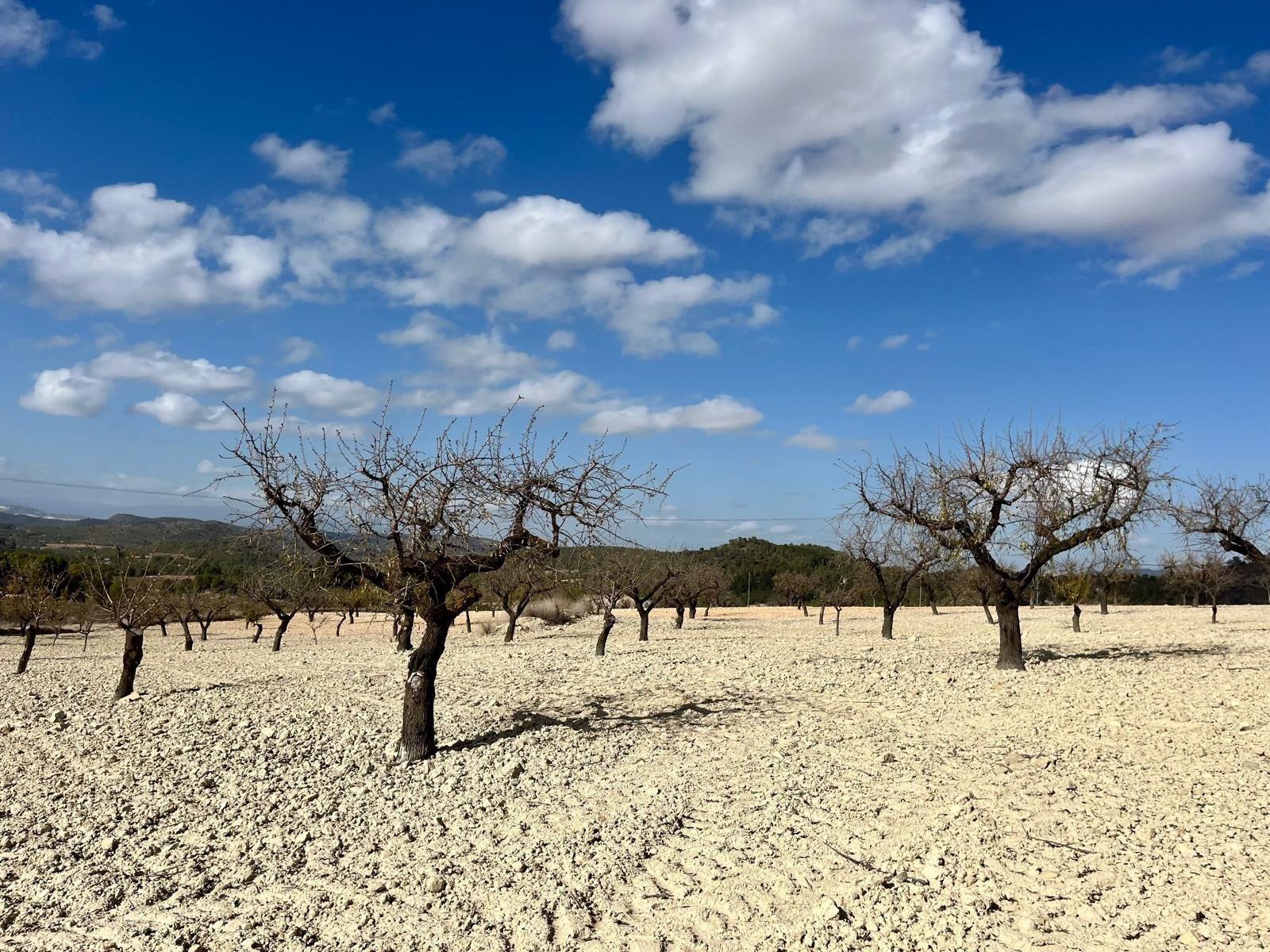 Building Site for Sale in Bullas