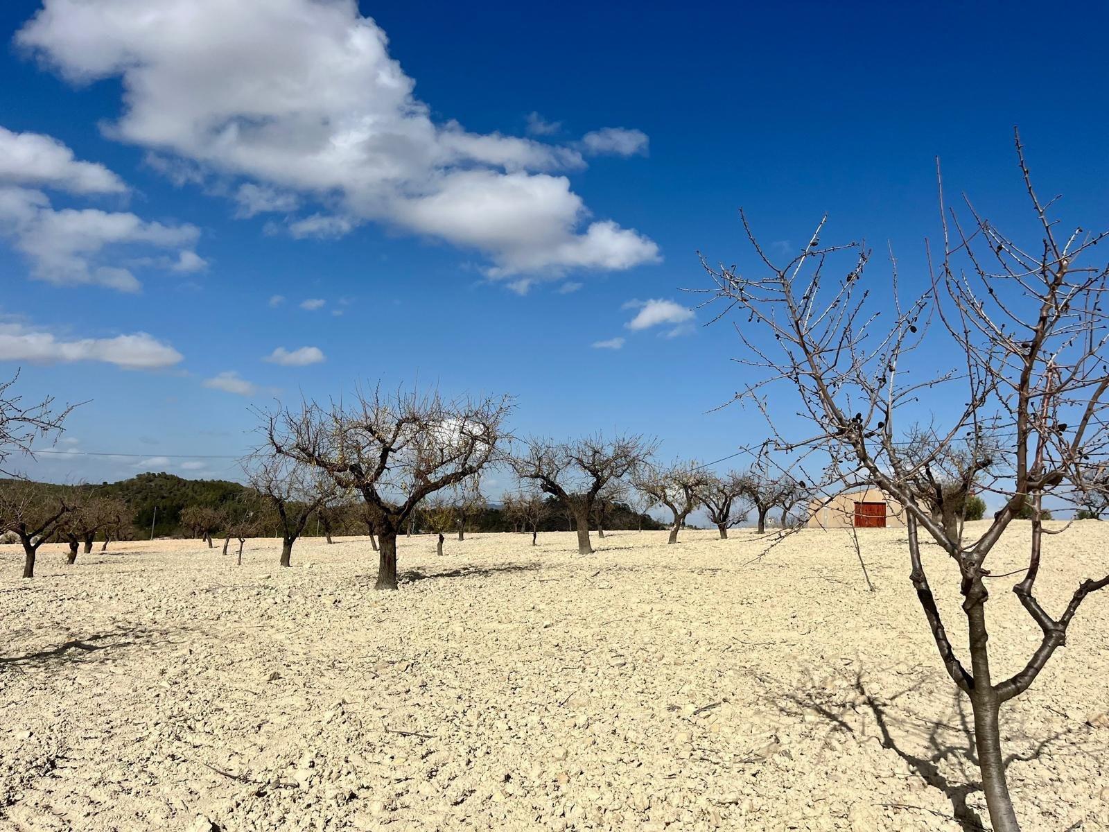 Building Site for Sale in Bullas