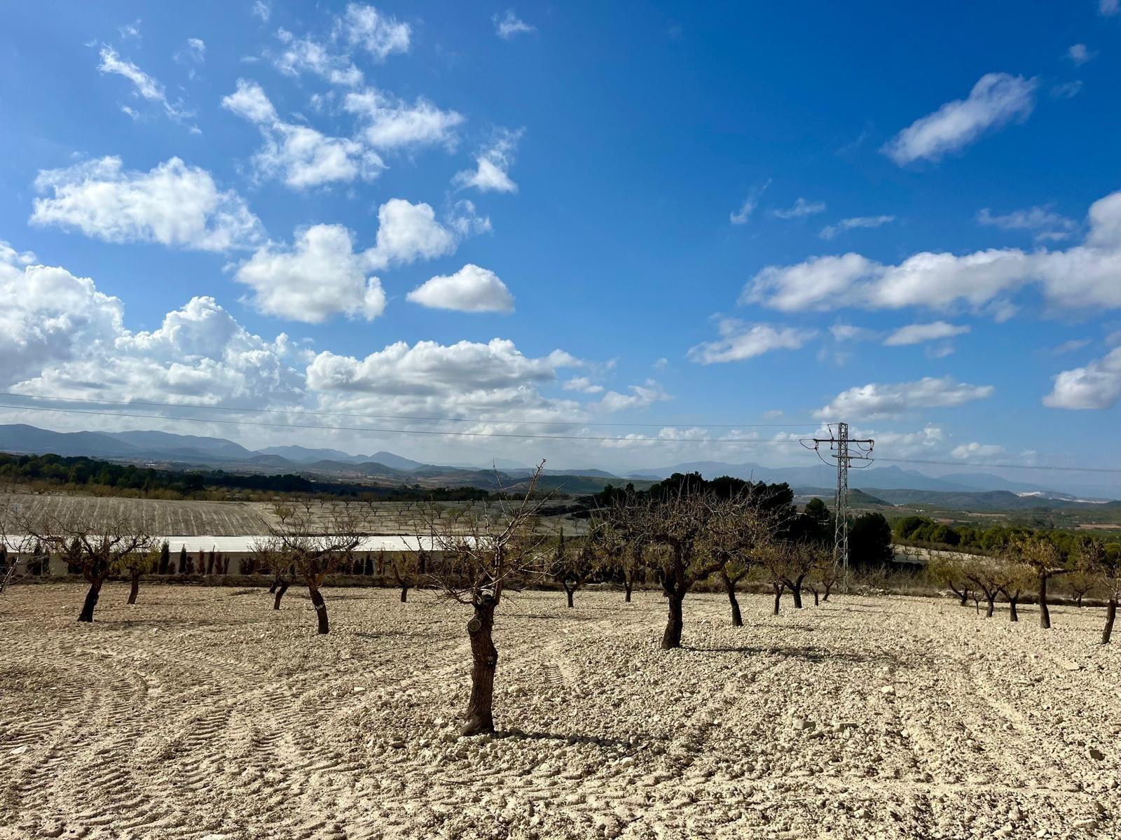 Building Site for Sale in Bullas