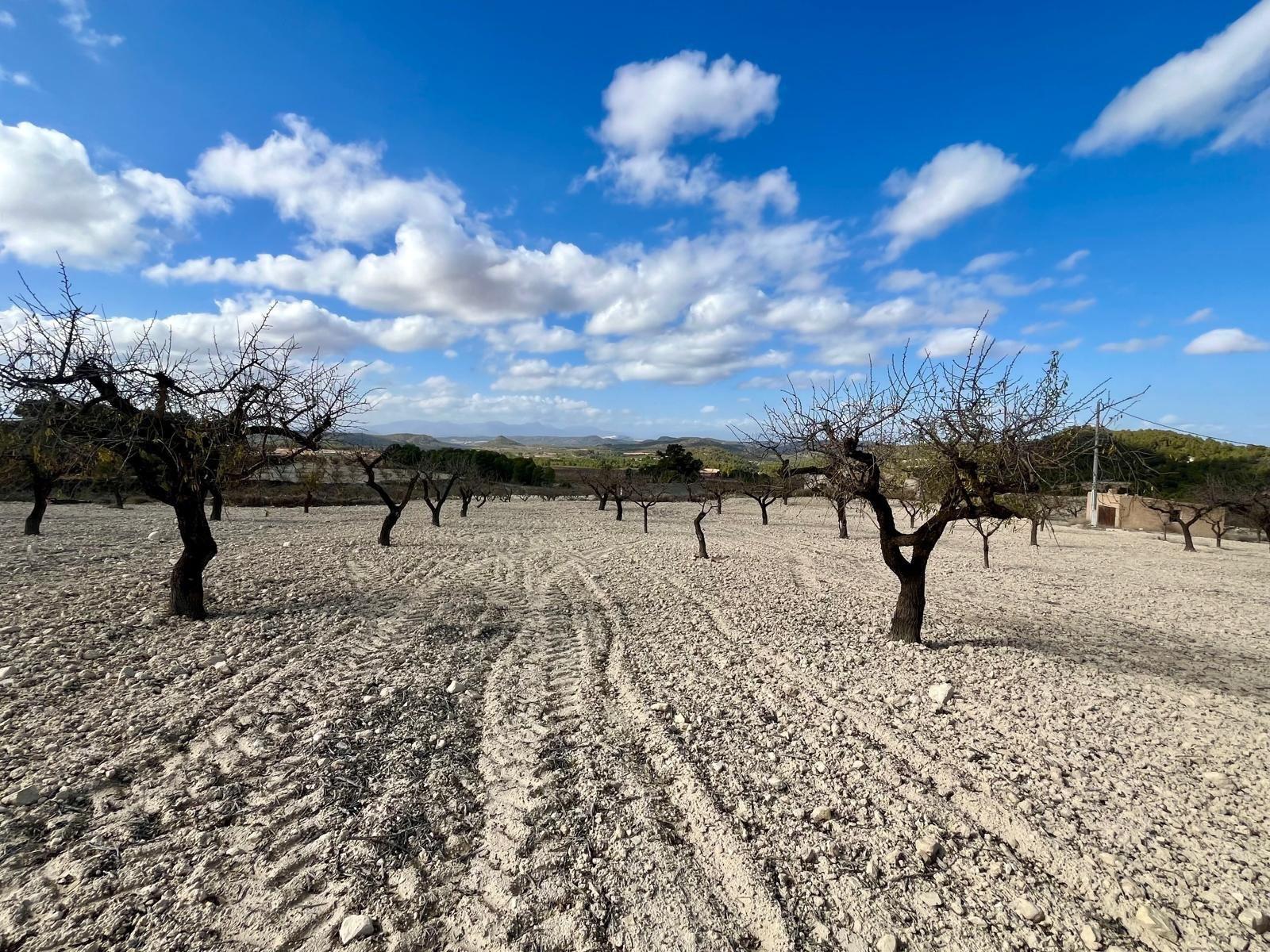 Building Site for Sale in Bullas