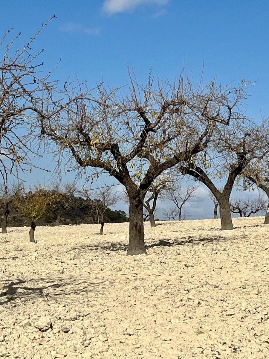 Building Site for Sale in Bullas