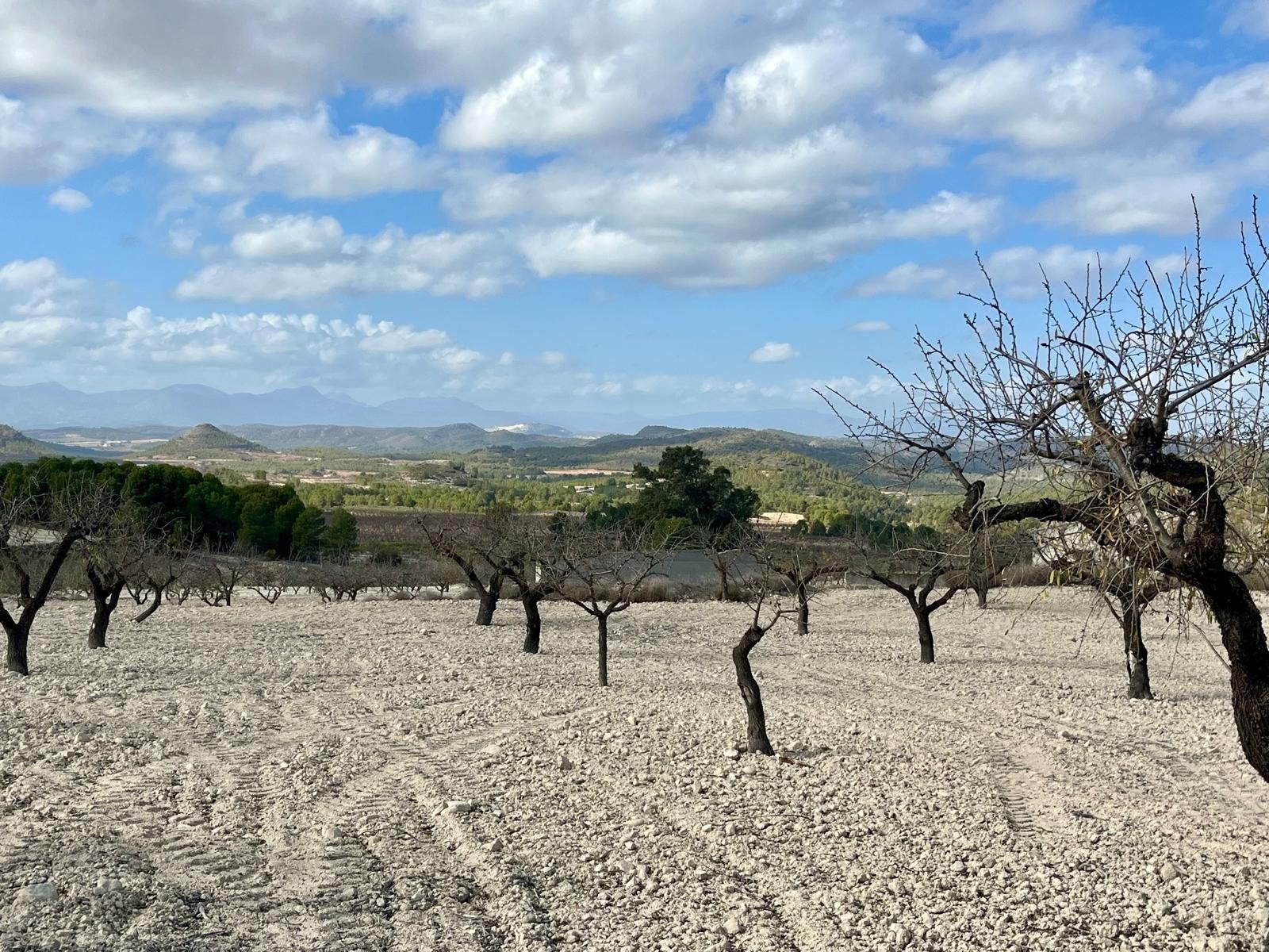 Building Site for Sale in Bullas