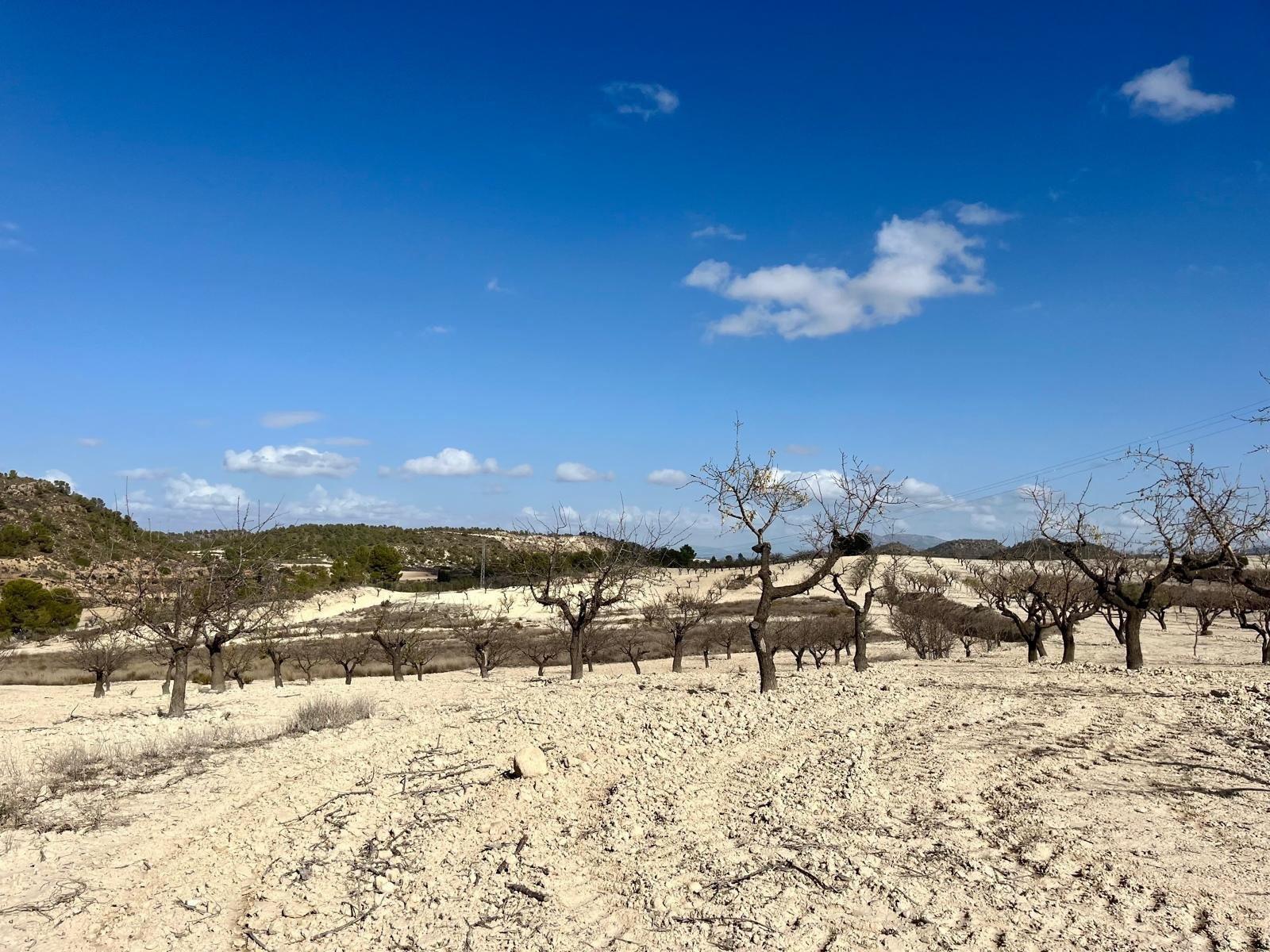 Building Site for Sale in Bullas