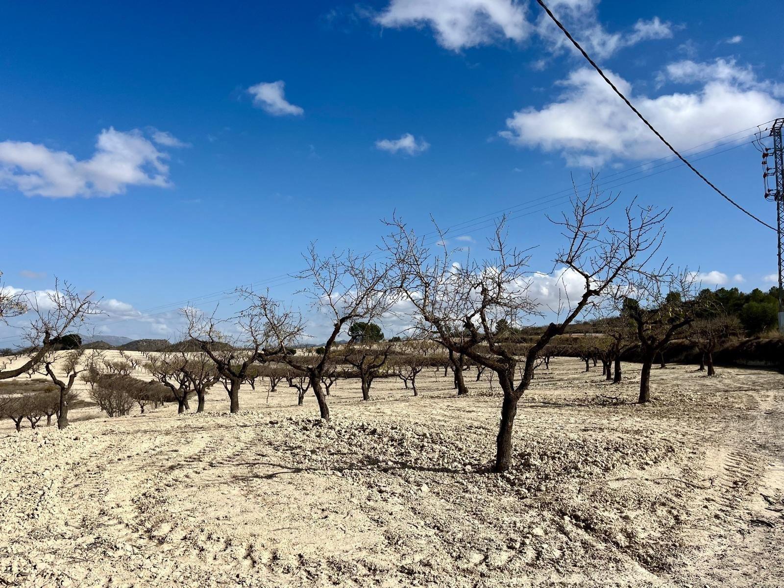 Building Site for Sale in Bullas