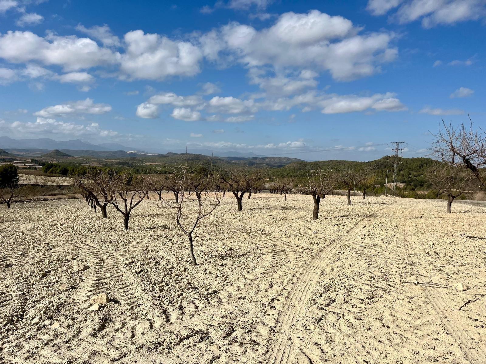 Building Site for Sale in Bullas