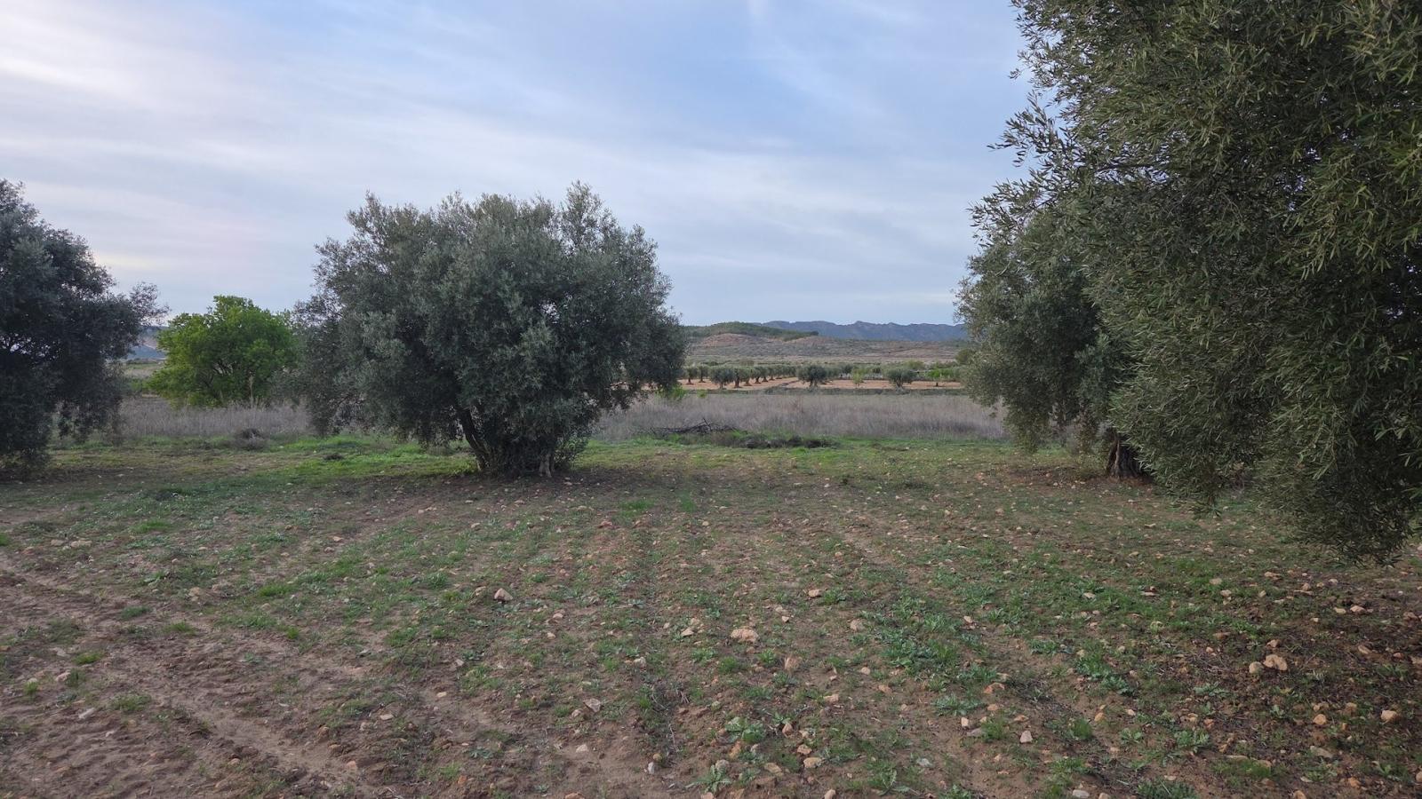 Solar en Venta en Jumilla