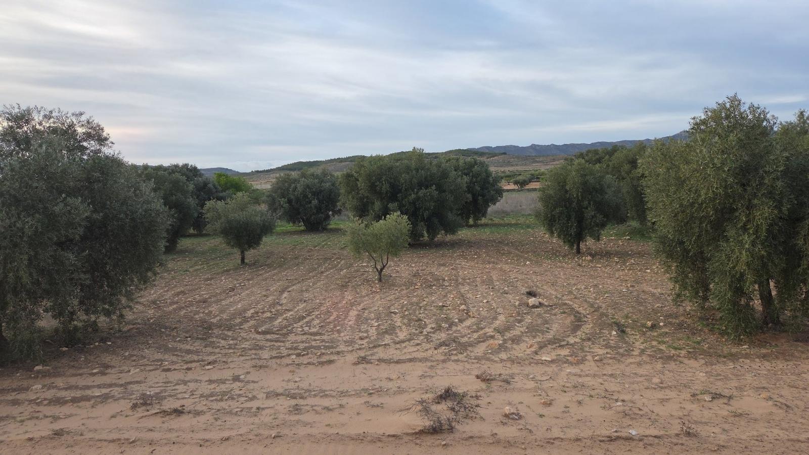 Solar en Venta en Jumilla