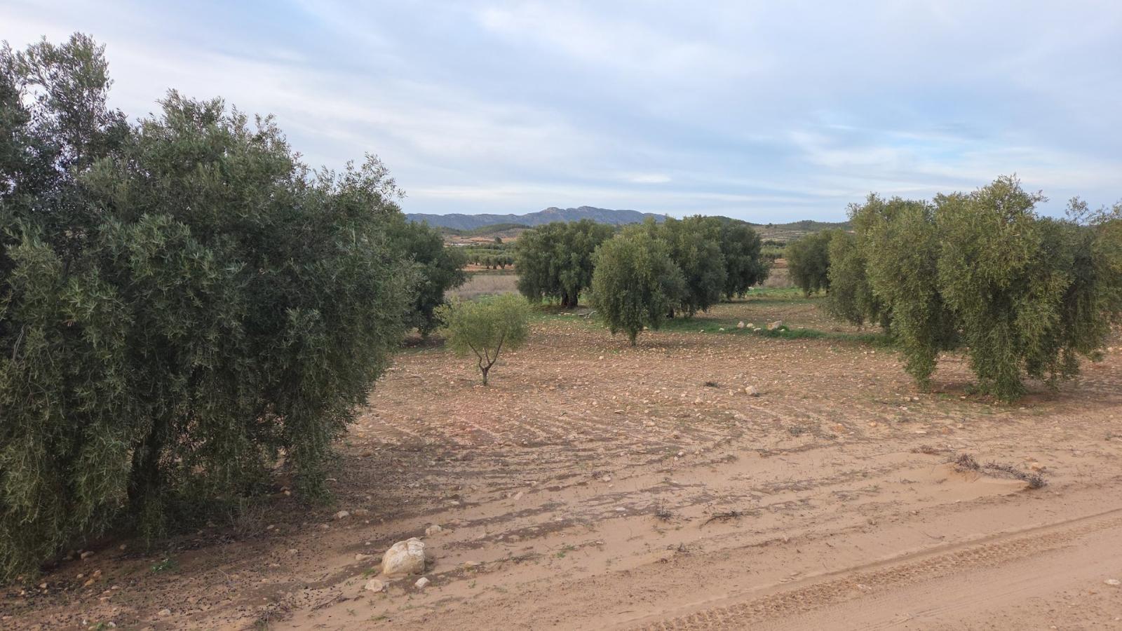 Solar en Venta en Jumilla