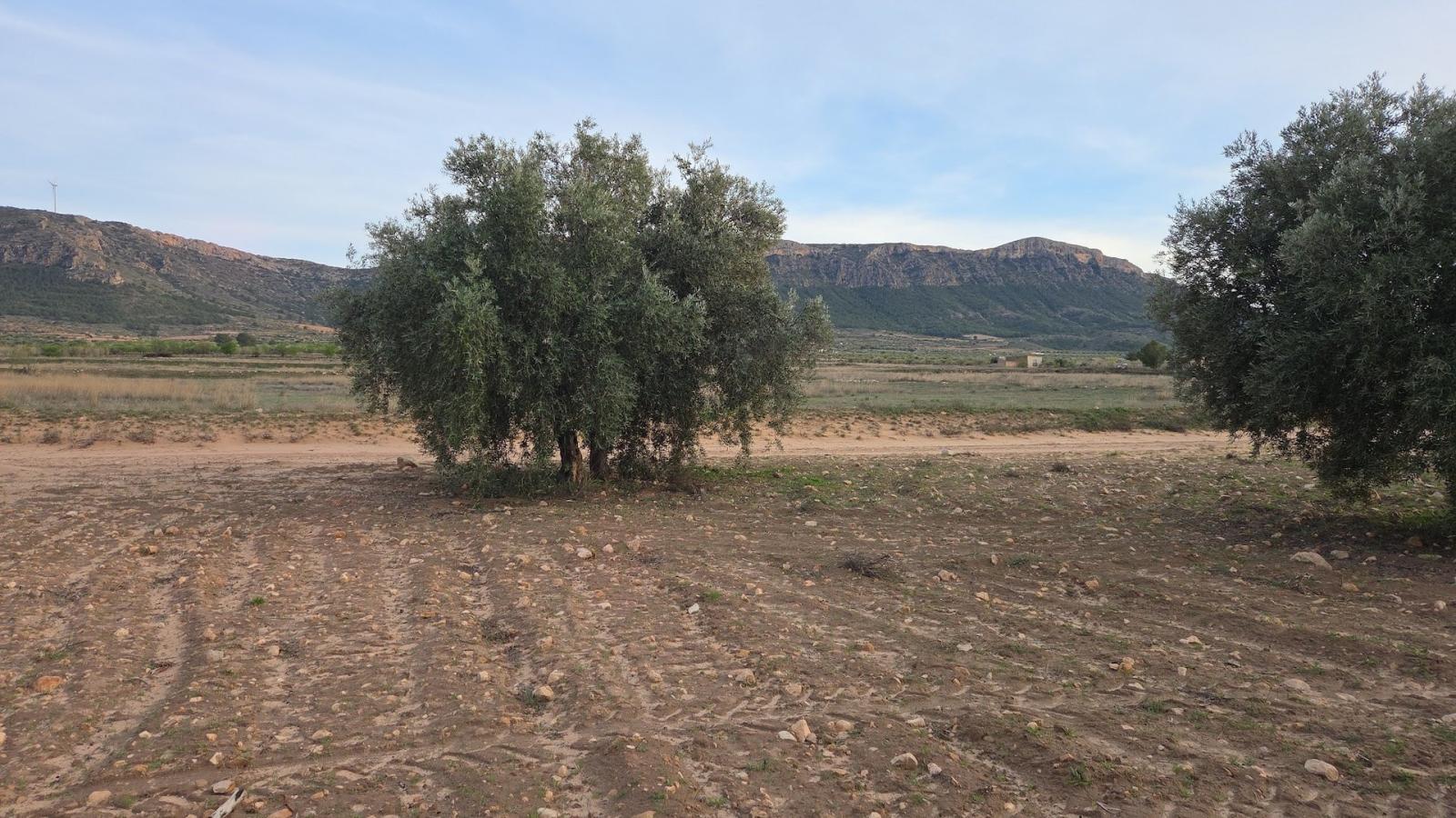 Solar en Venta en Jumilla
