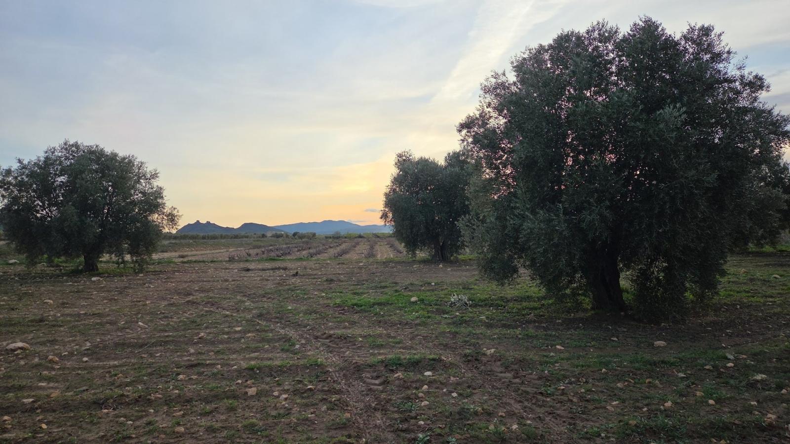 Solar en Venta en Jumilla