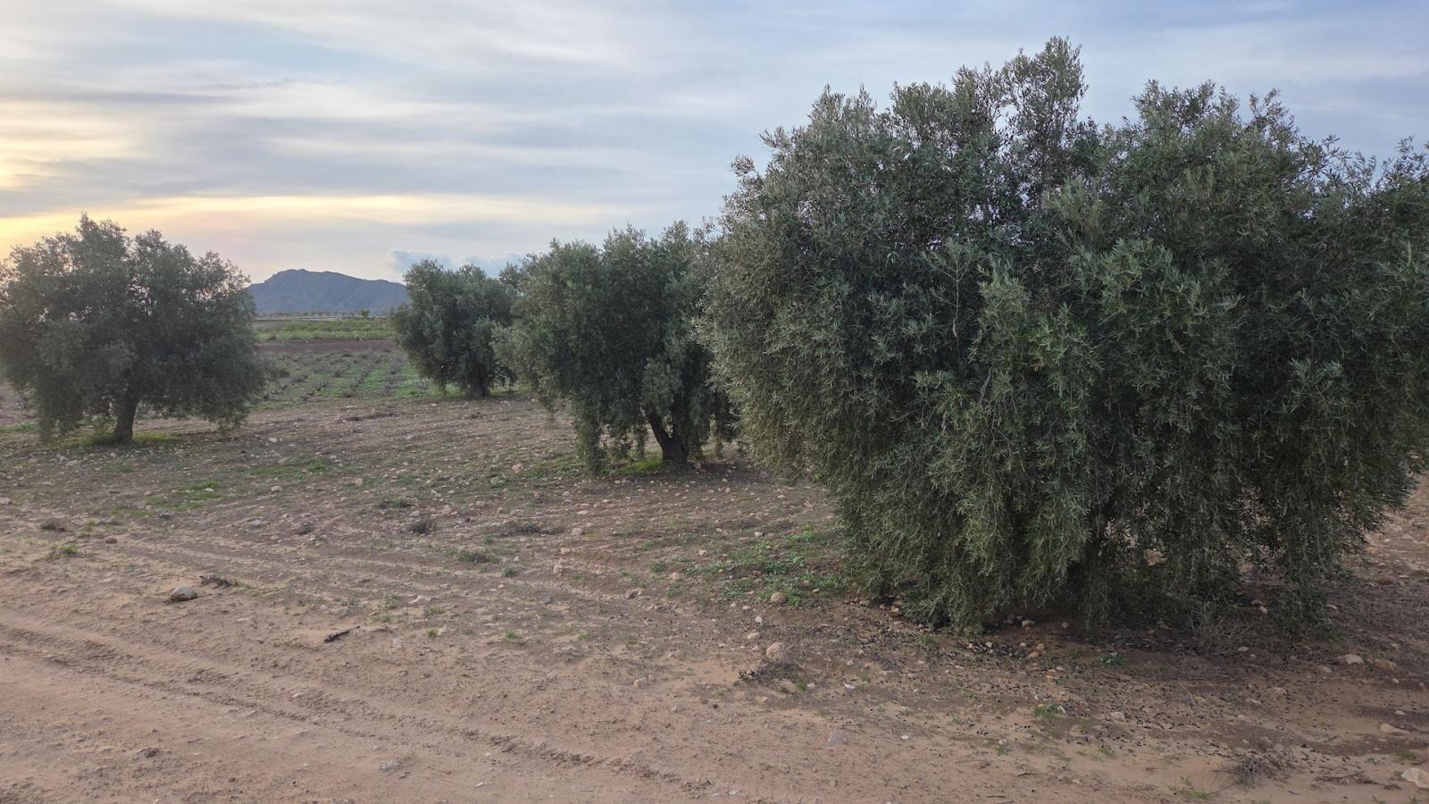 Solar en Venta en Jumilla