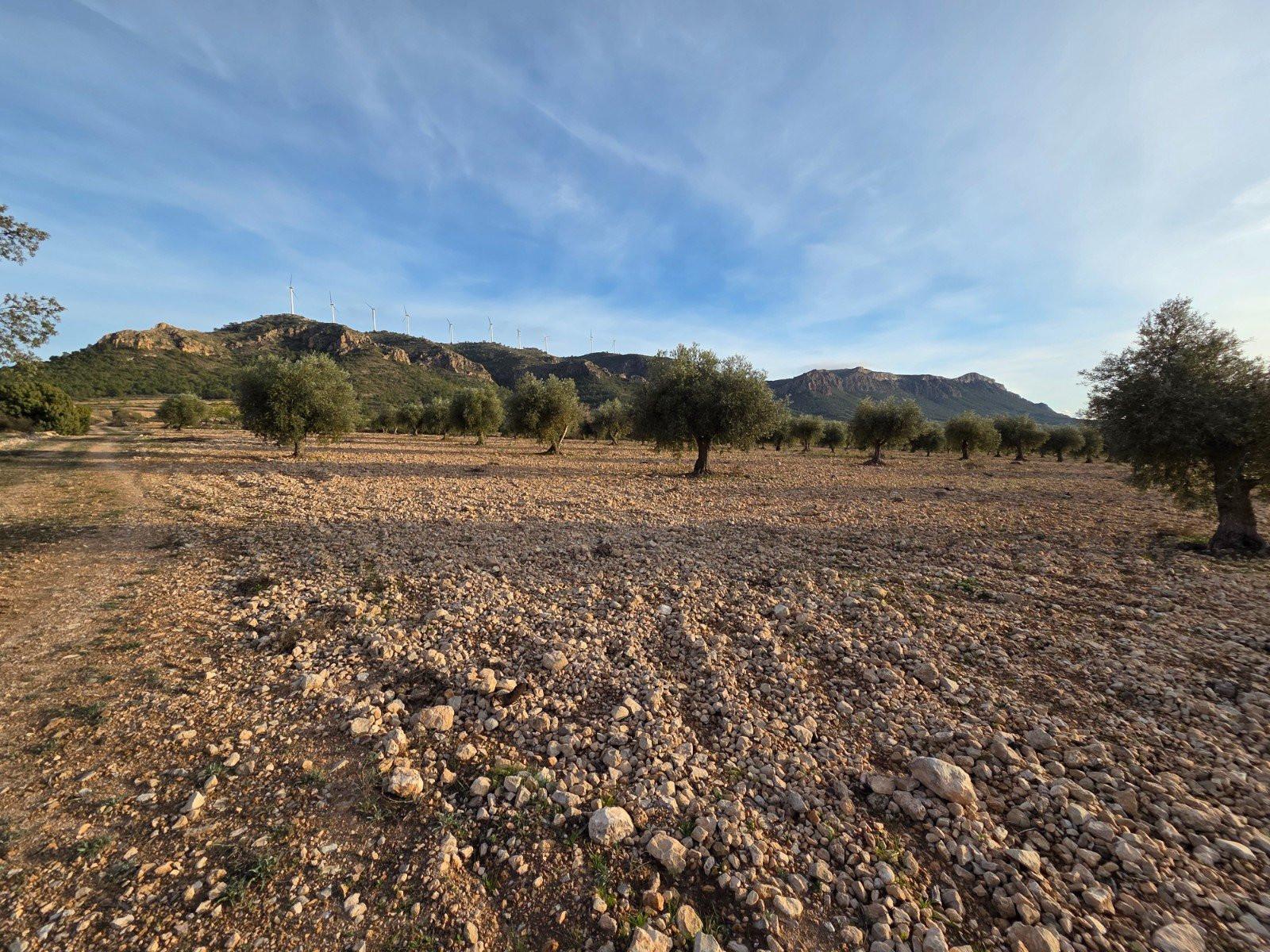 Solar en Venta en Jumilla