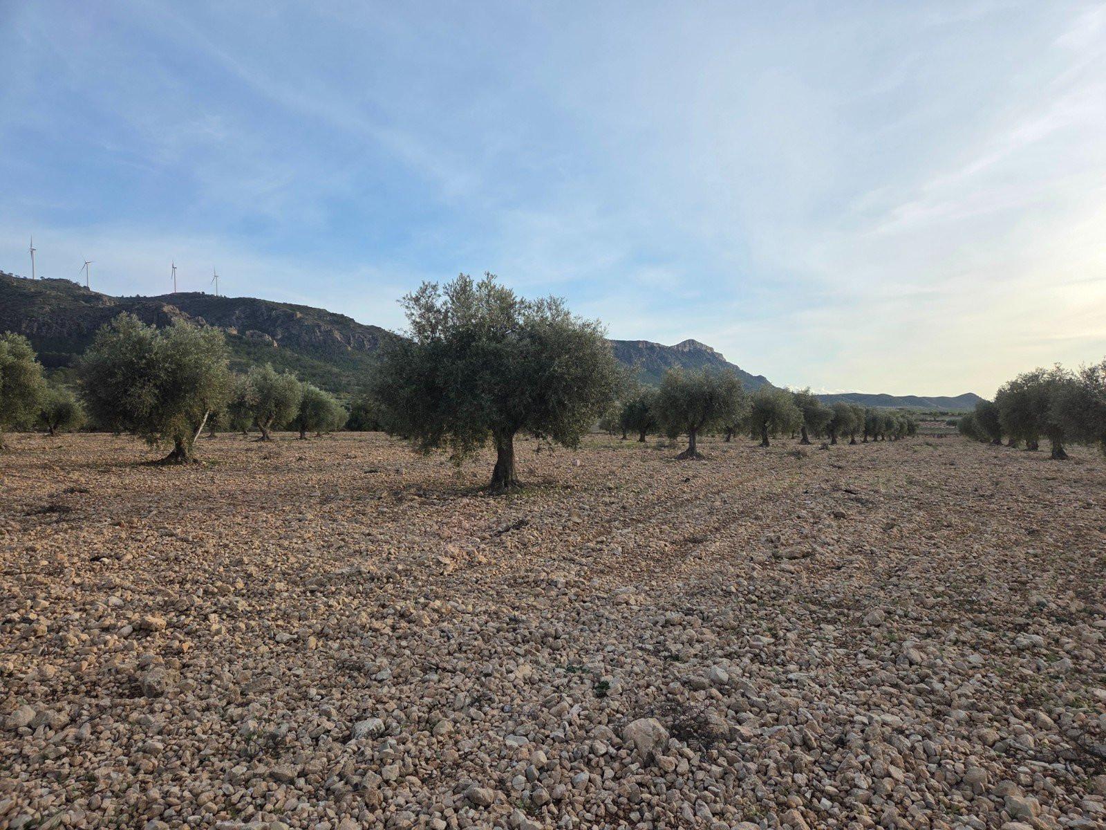 Solar en Venta en Jumilla