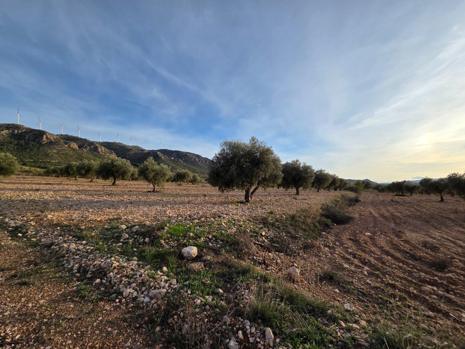 Solar en Venta en Jumilla