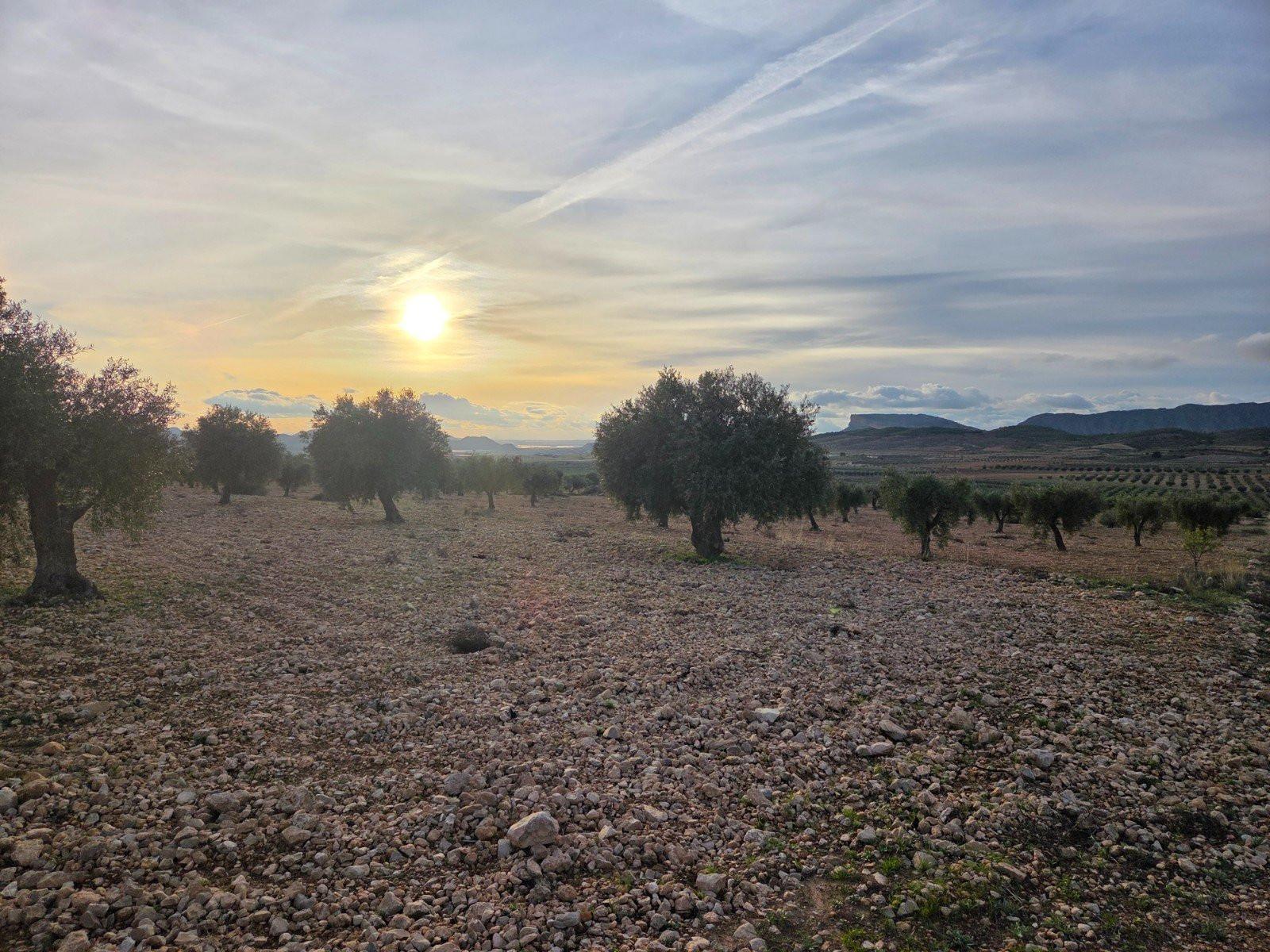 Solar en Venta en Jumilla