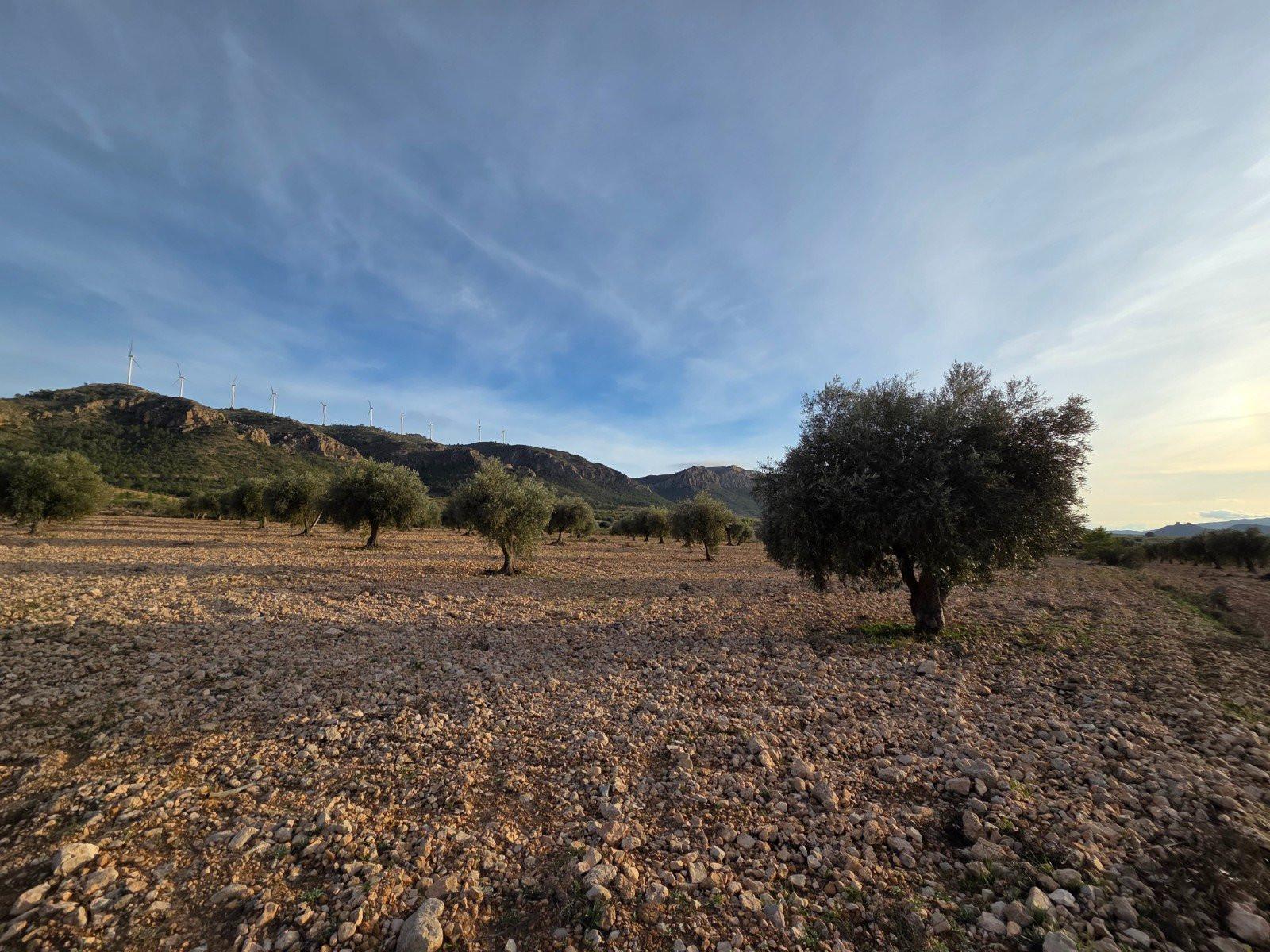 Solar en Venta en Jumilla