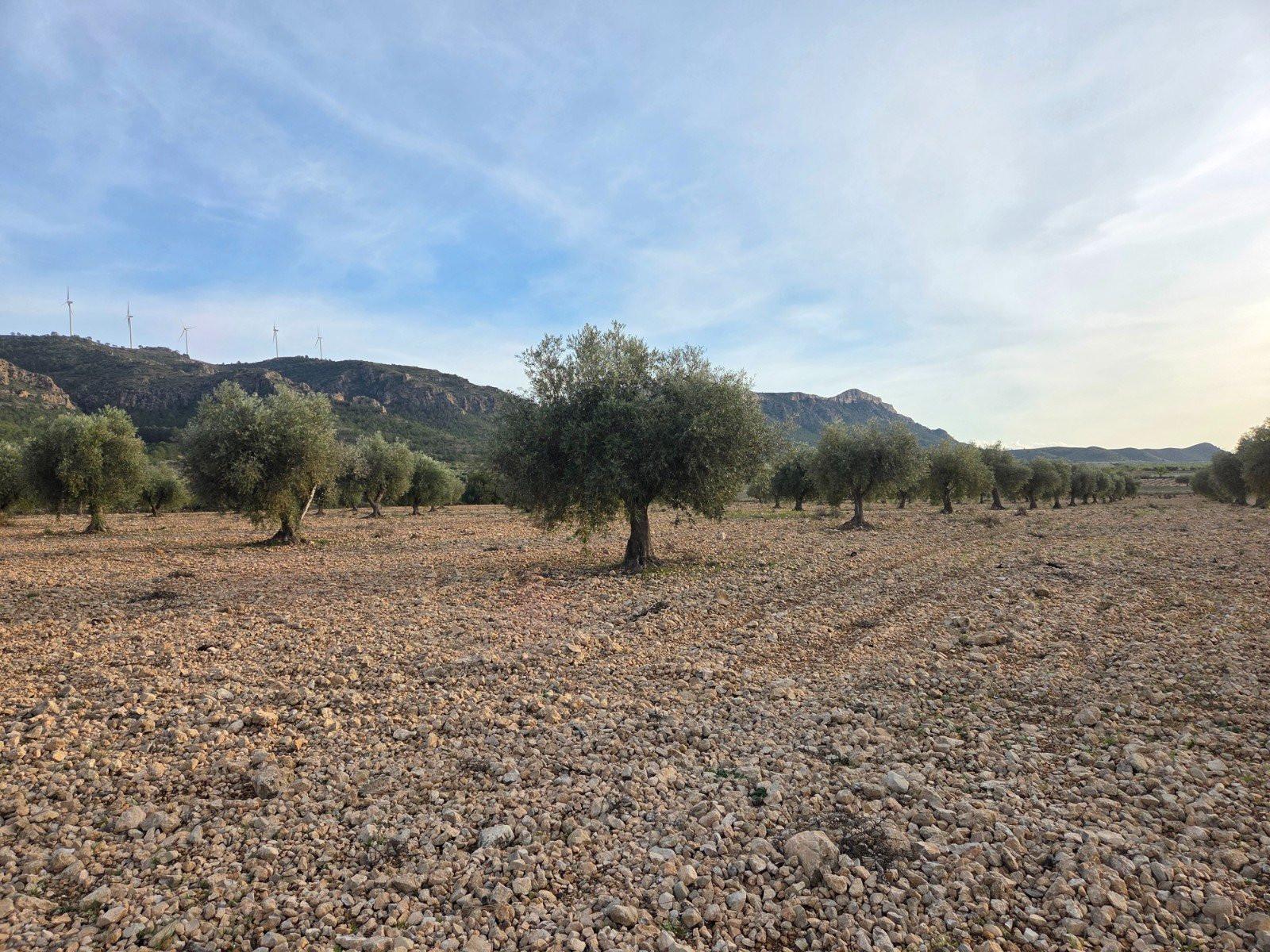 Solar en Venta en Jumilla