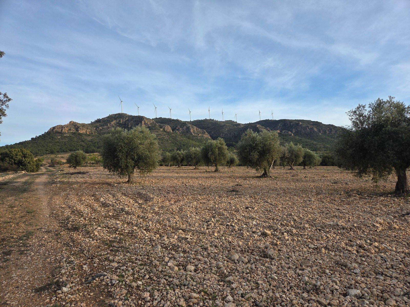 Solar en Venta en Jumilla