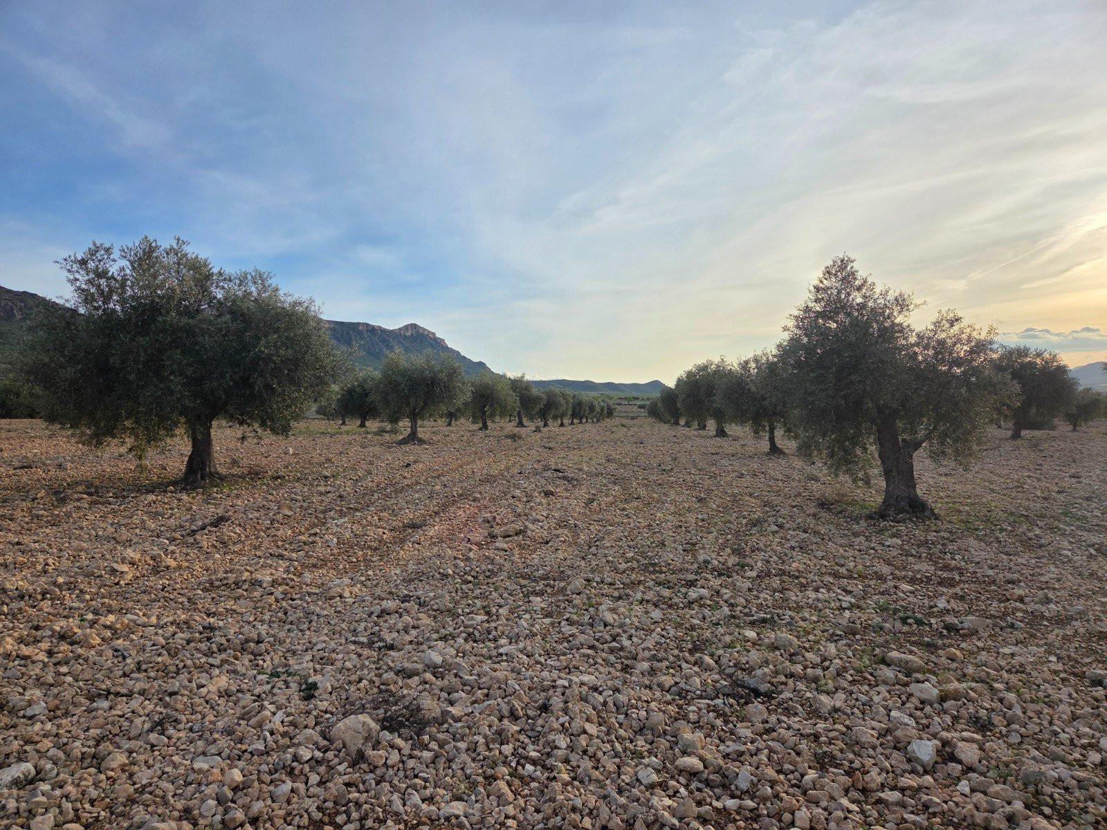 Solar en Venta en Jumilla