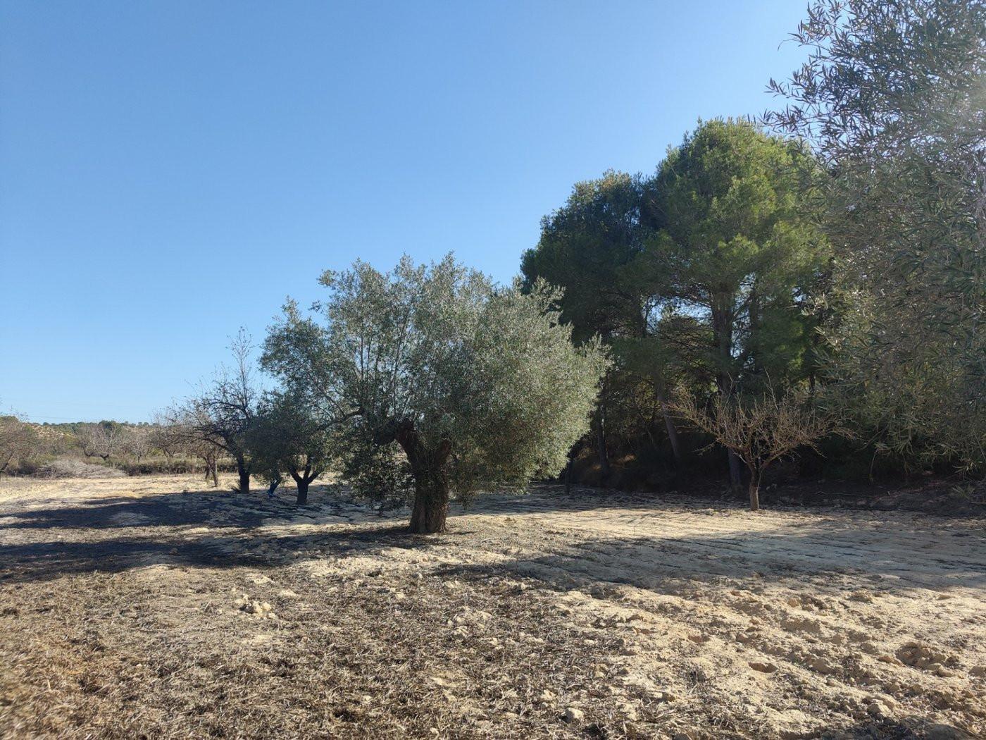 Finca en Venta en Orihuela