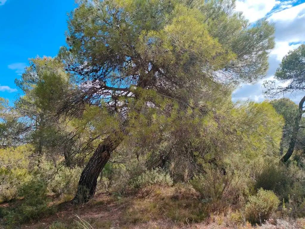 Finca en Venta en La Portellada