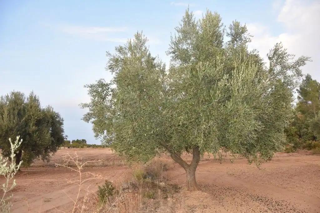 Finca en Venta en Valderrobres