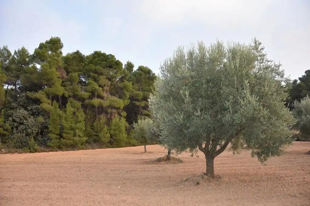 Finca en Venta en Valderrobres