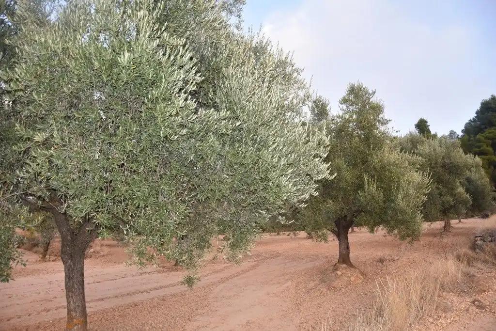 Finca en Venta en Valderrobres